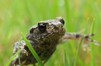 Common Frog - Rana temporaria