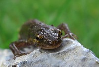 Common Newt - Triturus vulgaris