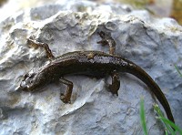 Common Newt - Triturus vulgaris