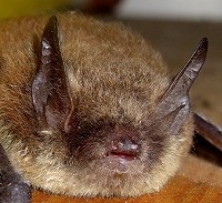 Pipistrelle Bat - Pipistrellus pipistrellus