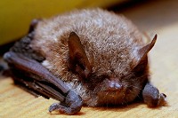 Pipistrelle Bat - Pipistrellus pipistrellus