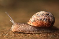 Common snail - Helix aspersa