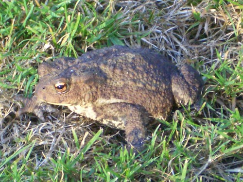 common-toad-3.jpg