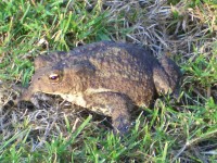 Common Toad - Bufo bufo