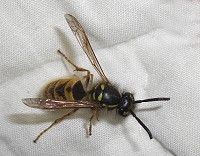Common Wasp - Vespula vulgaris