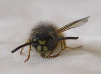 Common Wasp - Vespula vulgaris