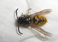 Common Wasp - Vespula vulgaris
