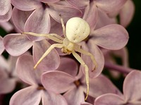 Crab Spider - Misumena vatia