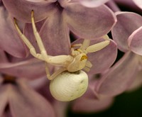 Crab Spider - Misumena vatia