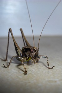 Dark Bush Cricket -Pholidoptera griseoaptera