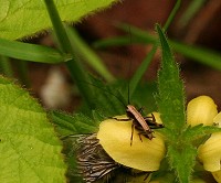 Dark Bush Cricket - Pholidoptera griseoaptera