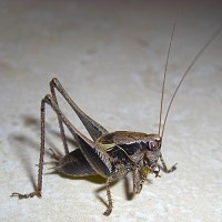Dark Bush Cricket -Pholidoptera griseoaptera