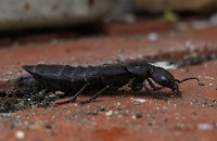 Devils Coach Horse - Staphylinus olens