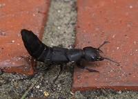 Devils Coach Horse - Staphylinus olens