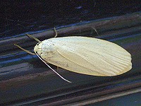 Dingy Footman Moth - Eilema griseola