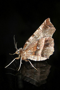 Early Thorn Moth - Selenia dentaria