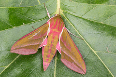 Elephant Hawkmoth - Deilephila elpenor