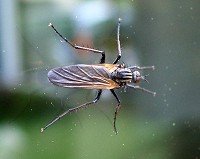 Fly - Empis tessellata