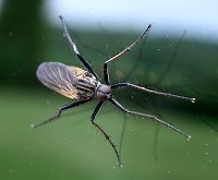 Fly - Empis tessellata