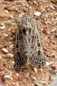 Feathered Gothic Moth - Tholera decimalis