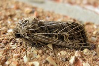 Feathered Gothic Moth - Tholera decimalis