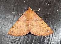 Feathered Thorn Moth - Colotois pennaria