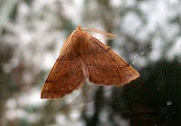 Feathered Thorn Moth - Colotois pennaria