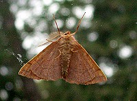 Feathered Thorn Moth - Colotois pennaria