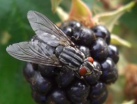 Flesh Fly - Sarcophaga sp.