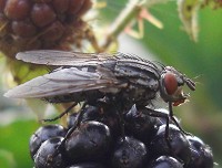 Flesh Fly - Sarcophaga sp.