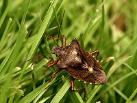 Forest Bug - Pentatoma rufipes