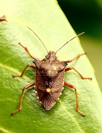 Forest Bug - Pentatoma rufipes