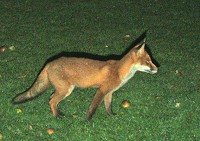 Fox - Vulpes vulpes