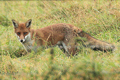 Fox - Vulpes vulpes