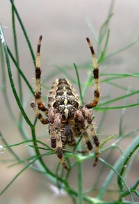 Garden Spider - Araneus diadematus