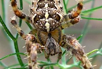 Garden Spider - Araneus diadematus