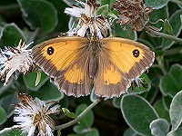 Gatekeeper - Pyronia tithonus