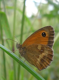 Gatekeeper - Pyronia tithonus