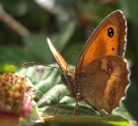 Gatekeeper - Pyronia tithonus