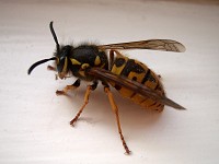 German Wasp - Vespula germanica