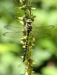 Gold-Ringed Dragonfly - Cordulegaster boltoni