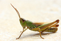 Grasshopper