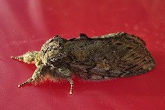 Great Prominent - Peridea anceps
