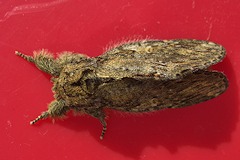 Great Prominent - Peridea anceps