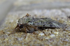 Green Arches Moth - Anaplectoides prasina