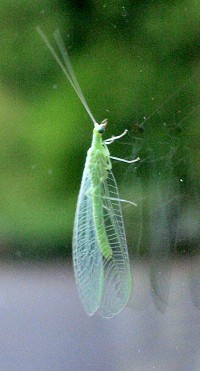 Green Lacewing - Chrysoperla carnea