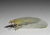 Green Lacewing - Chrysoperla carnea