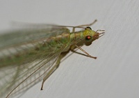 Green Lacewing - Chrysoperla carnea