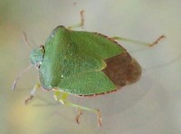 Green Shield Bug - Palomena viridissima