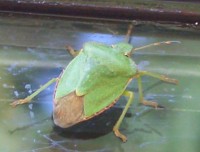 Green Shield Bug - Palomena viridissima